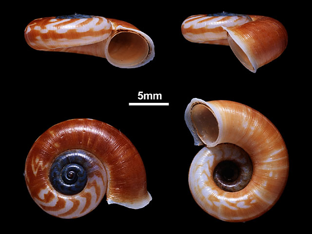 image of Theobaldius thwaitesi (a)